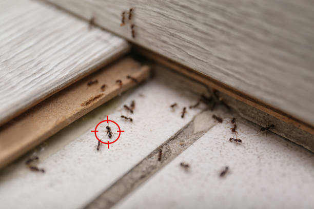 Wasp Removal Services in Faith, NC