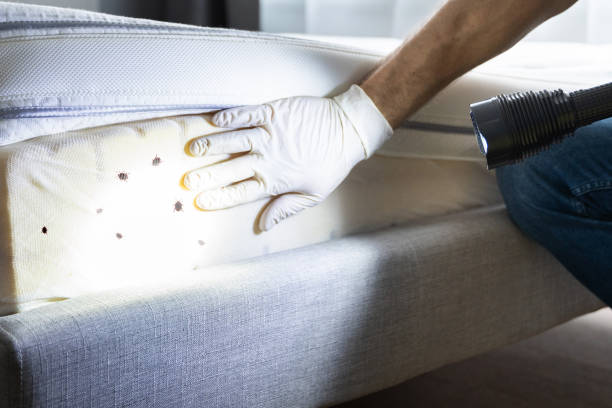 Best Local Pest Control Services  in Faith, NC