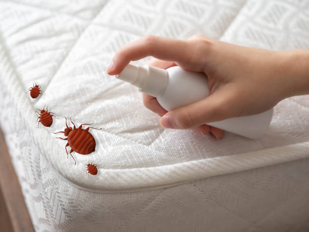 Best Flea Control Services  in Faith, NC